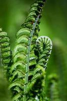 helecho fiddlehead verde foto