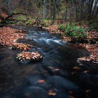 Small Forest River With Stones photo