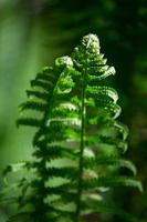 Green Fiddlehead Fern photo