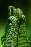 Green Fiddlehead Fern photo