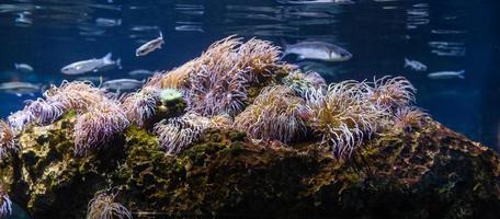 diferentes peces tropicales bajo el agua foto