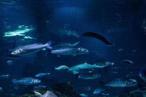 diferentes peces tropicales bajo el agua foto