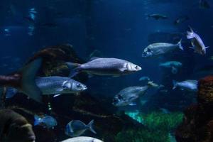 diferentes peces tropicales bajo el agua foto