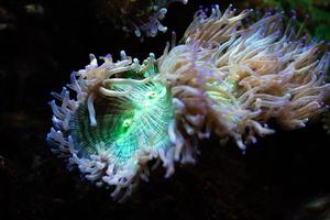 Different Tropical Fish Under Water photo