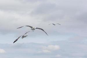 Yellow legged gull in flight