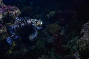 diferentes peces tropicales bajo el agua foto