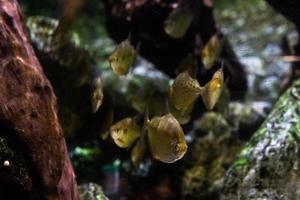 diferentes peces tropicales bajo el agua foto