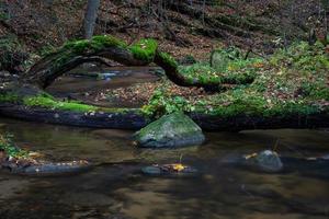 río pequeño bosque foto