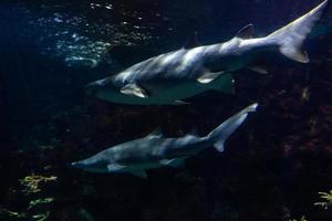 diferentes peces tropicales bajo el agua foto