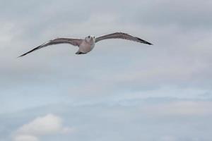 gaviota patiamarilla en vuelo foto