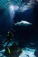 Different Tropical Fish Under Water photo