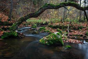 Small Forest River With Stones photo