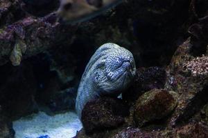 diferentes peces tropicales bajo el agua foto