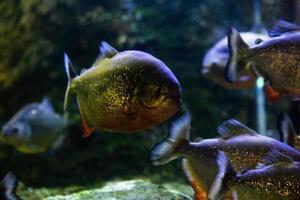 diferentes peces tropicales bajo el agua foto