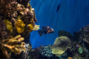 diferentes peces tropicales bajo el agua foto