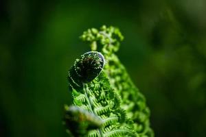 helecho fiddlehead verde foto