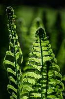 Green Fiddlehead Fern photo