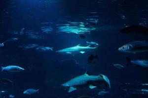 diferentes peces tropicales bajo el agua foto