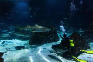 Different Tropical Fish Under Water photo