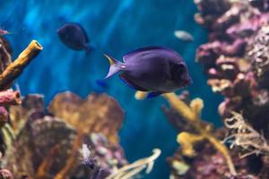 diferentes peces tropicales bajo el agua foto