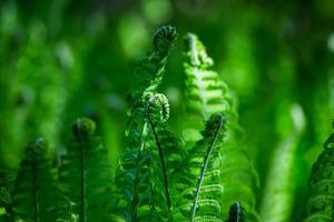 Green Fiddlehead Fern photo