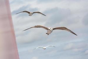 Yellow legged gull in flight photo