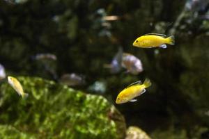 diferentes peces tropicales bajo el agua foto