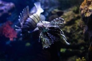 Different Tropical Fish Under Water photo