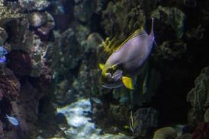 diferentes peces tropicales bajo el agua foto