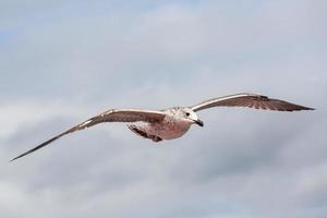 Yellow legged gull in flight photo