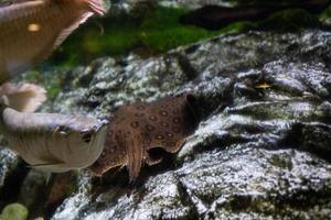 diferentes peces tropicales bajo el agua foto