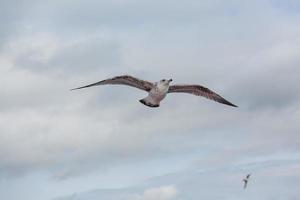 gaviota patiamarilla en vuelo foto