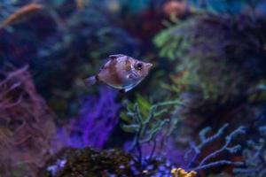 diferentes peces tropicales bajo el agua foto