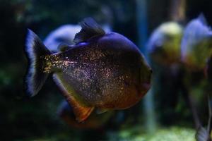 diferentes peces tropicales bajo el agua foto