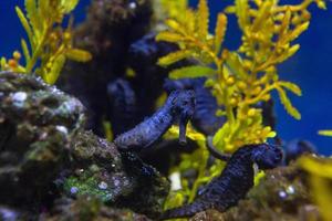 diferentes peces tropicales bajo el agua foto