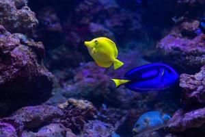 diferentes peces tropicales bajo el agua foto