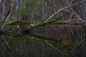 Small Forest River With Stones photo