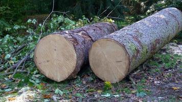 Two felled tree trunks lying on the forest ground video