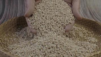 Dry pearl barley. Wheat grains pearled barley video
