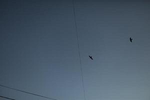 Birds fly among wires. Birds in sky. Flight details. Sky in evening. photo
