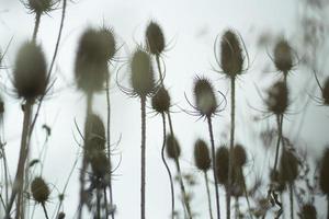 Background of dry plants. Stems of a thorny plant. photo