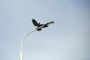 Crows on pole. Black raven sits on lamppost. Bird in flight. photo