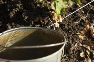 Water in bucket. Steel bucket in garden. Reflection of sun in water for watering plants. photo