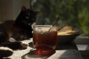 Tea on table. Cat lies and looks at food. Morning breakfast. Simple food. photo