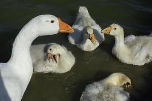 gansos en el lago. pájaros en estanque. familia de gansos en el campo. foto