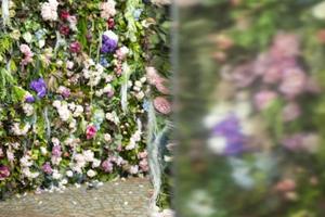 Rose wall. Texture of colors. Decoration in park. Dry petals. photo