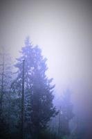 A large pine tree in a foggy morning, depicted in light blue tones. photo