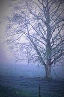 Big trees in the grass in the morning mist and wire fence in front, art photography, romantic photos