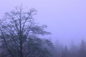 A large tree against a pine background in a misty morning pictured in blue tones. photo