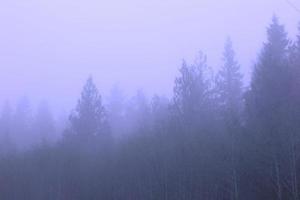 A pine forest with morning fog, pictured in blue tones. photo